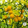 Casquette Flying Dragon Trifoliate orange | Le Peish 64