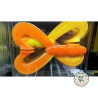 Reins Manta 759 Sea Pineapple Chart | Le Peish 64