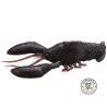 Sleeper Craw Midnight Craw | Le Peish 64