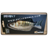 BIWAA SEVEN 7' 12 CARASSIN | Le Peish 64