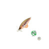 Sakura Phoxy Spybait 35S RL Iwana | Le Peish 64